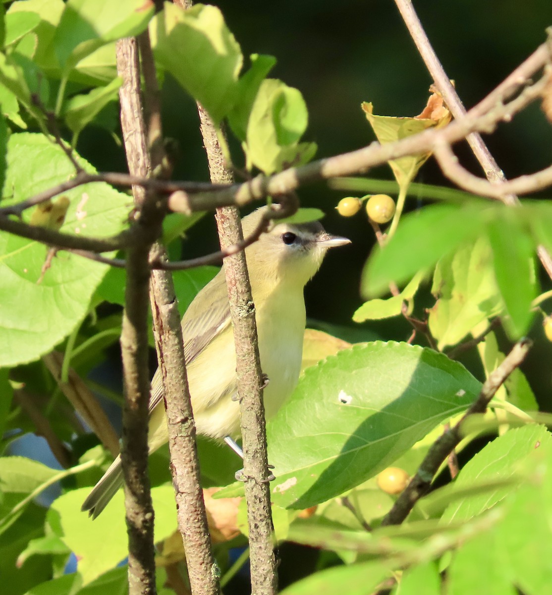 Vireo de Filadelfia - ML641883974