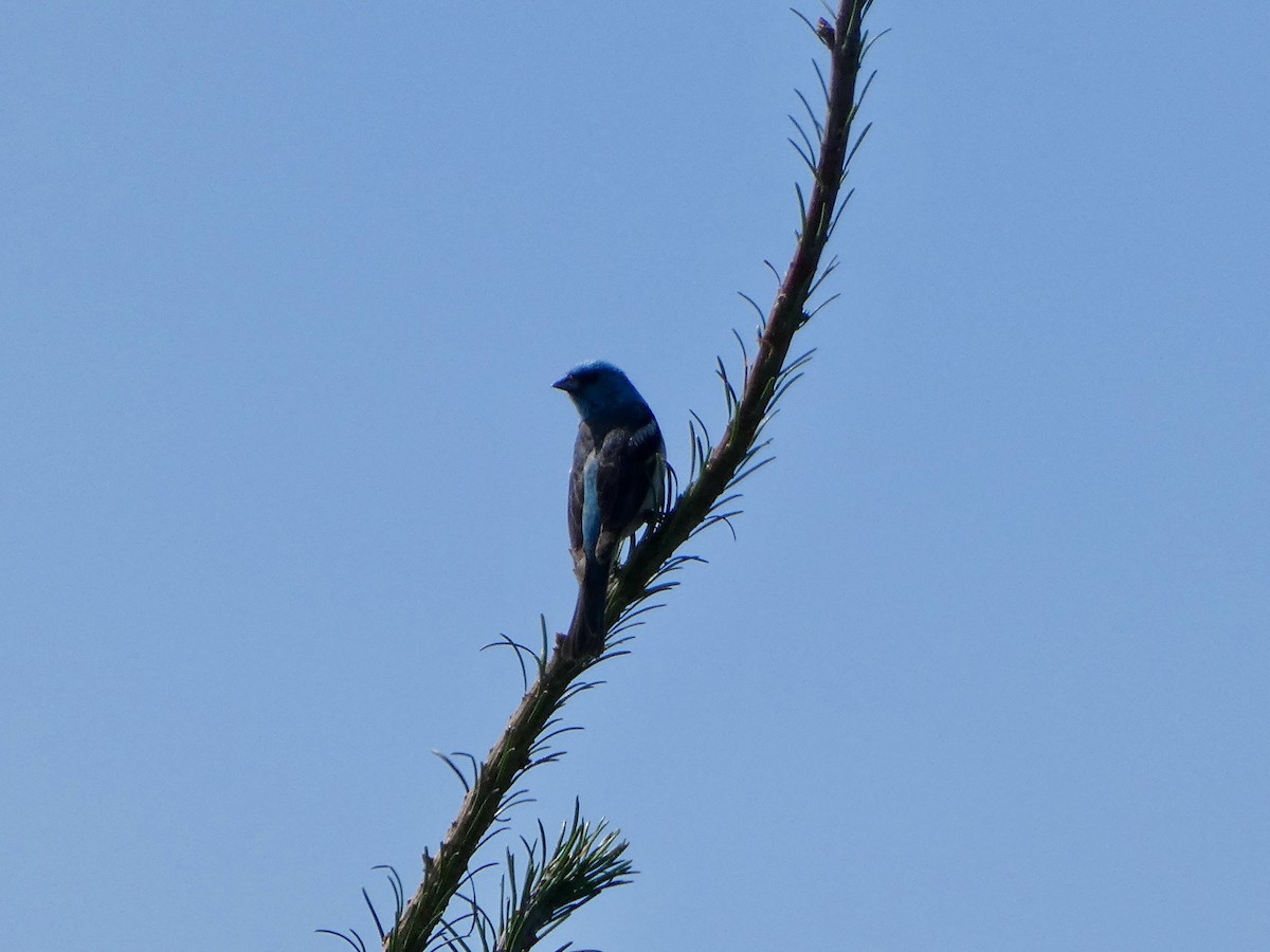 Lazuli Bunting - ML641883977
