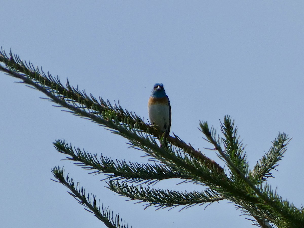 Lazuli Bunting - ML641883978