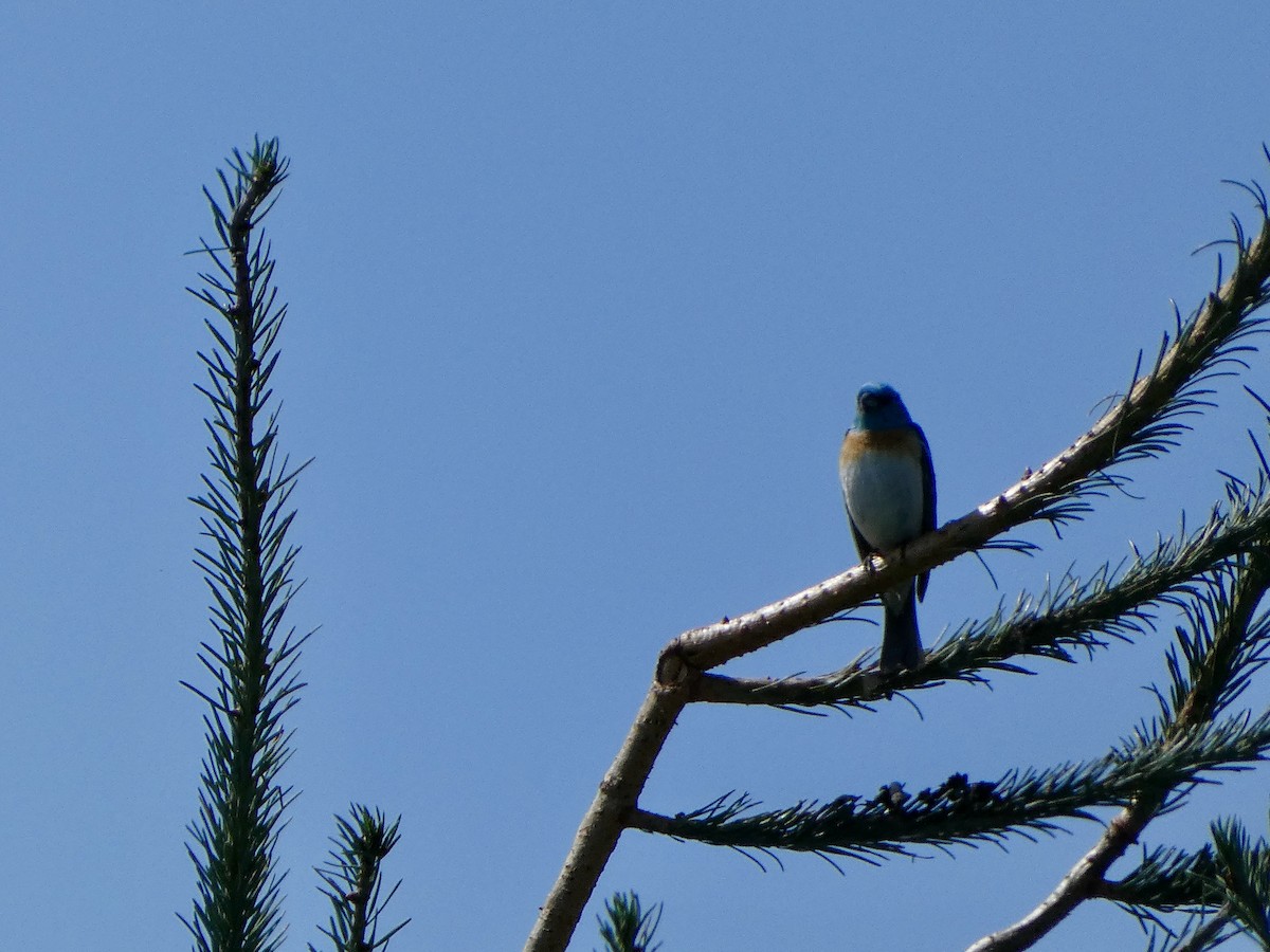 Lazuli Bunting - ML641883979