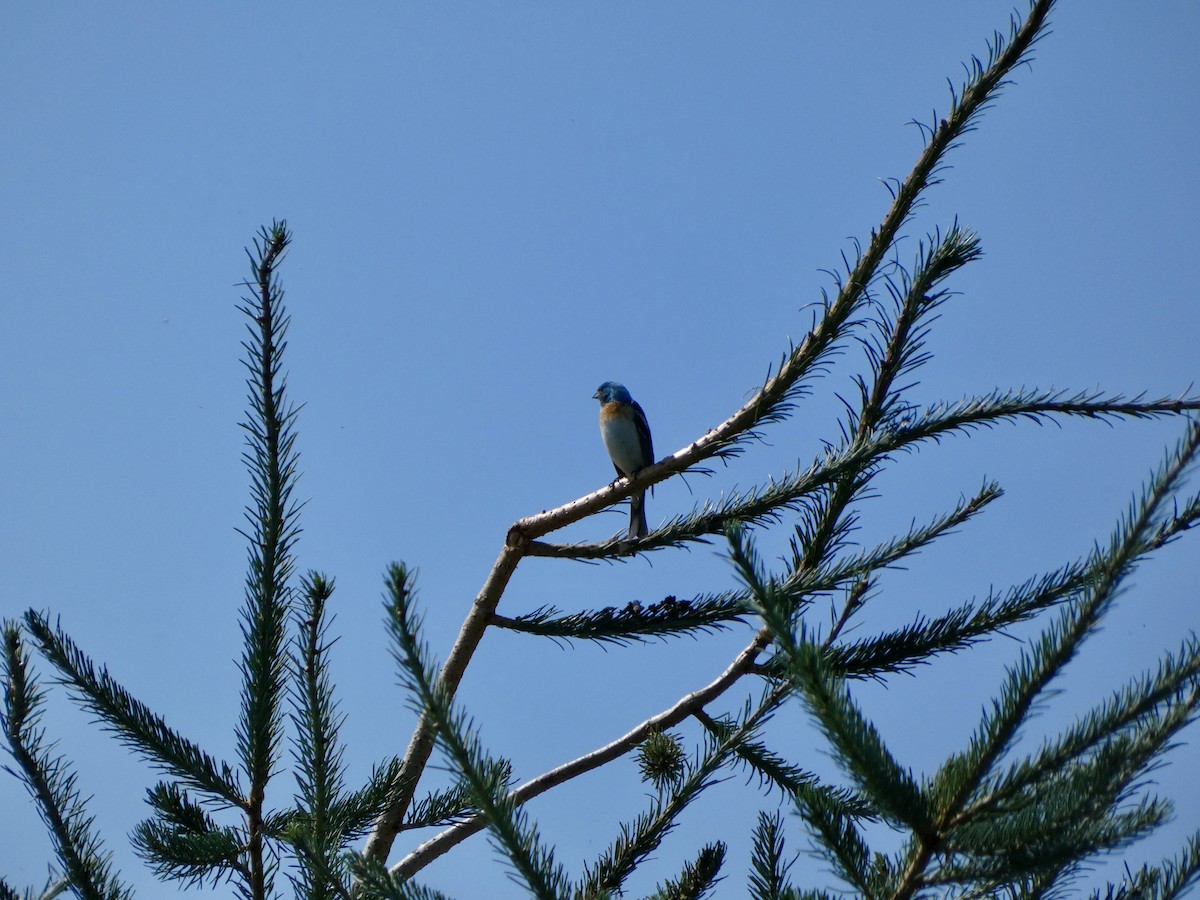 Lazuli Bunting - ML641883980