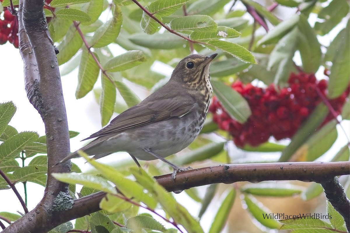 Swainson's Thrush - ML641883986