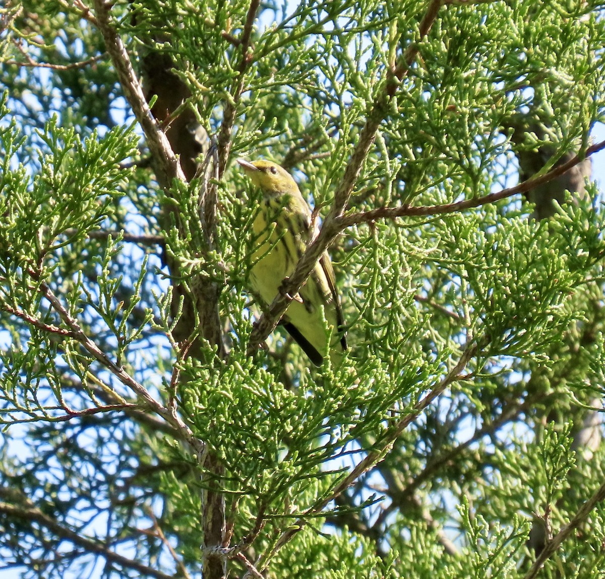 Paruline tigrée - ML641883993