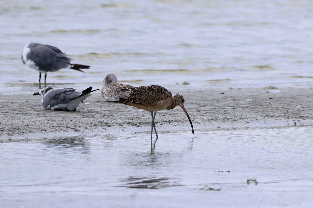 Long-billed Curlew - ML641883996