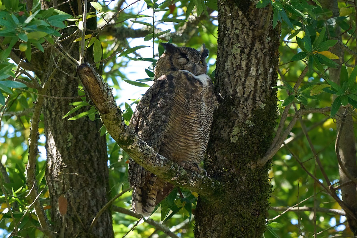 Great Horned Owl - ML641884013