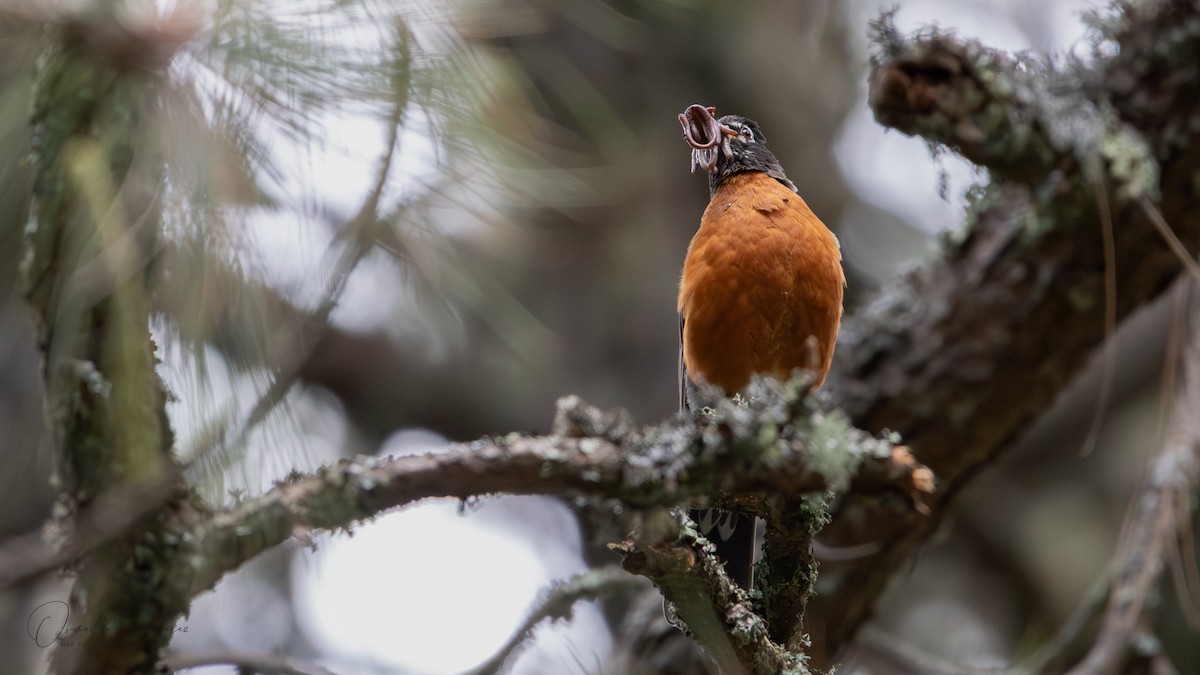 American Robin (migratorius Group) - ML641884022