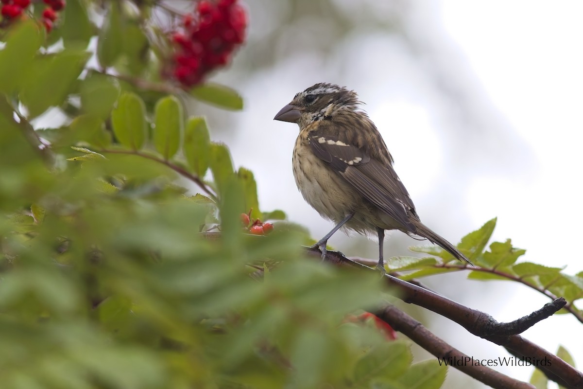 Rose-breasted Grosbeak - ML641884032
