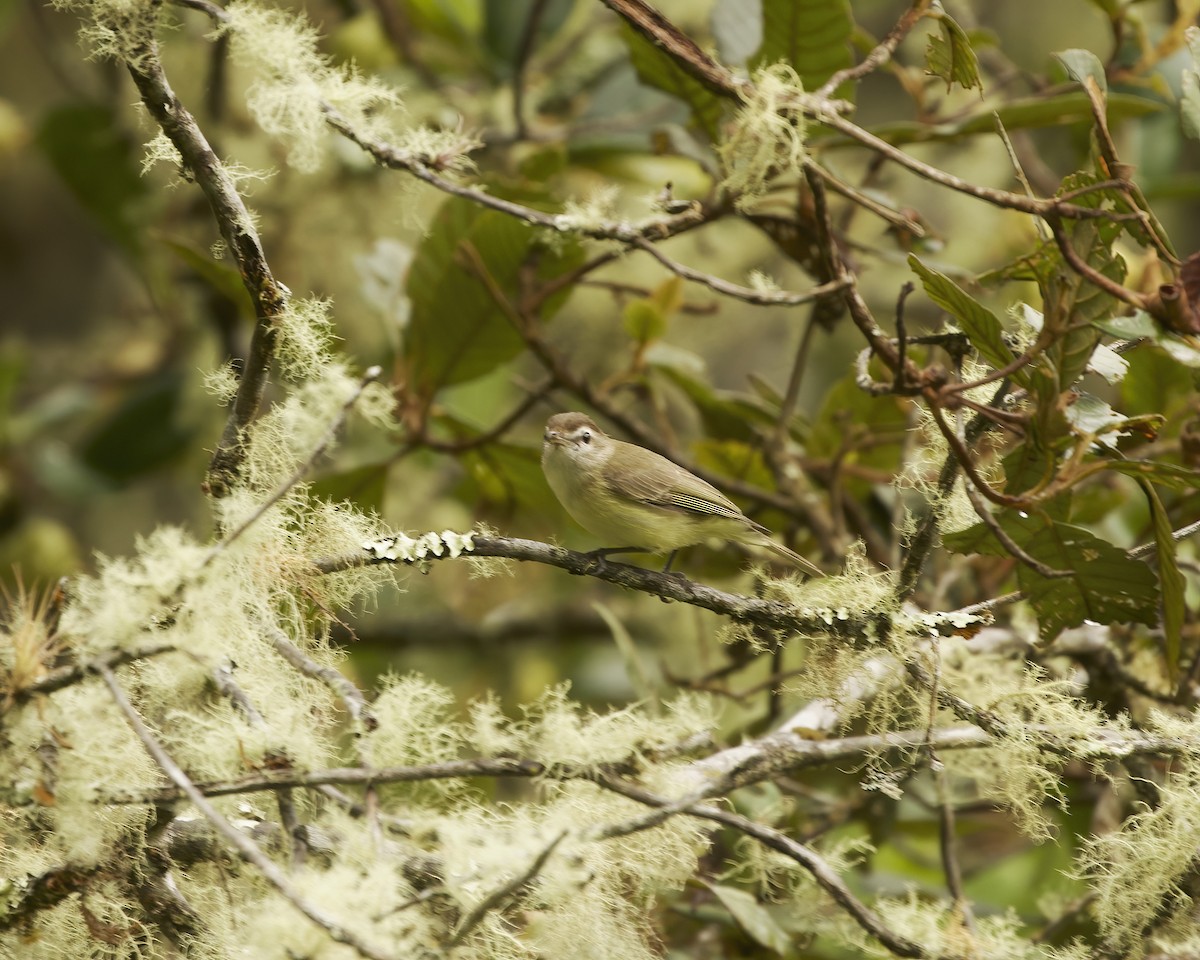 Brown-capped Vireo - ML641884033