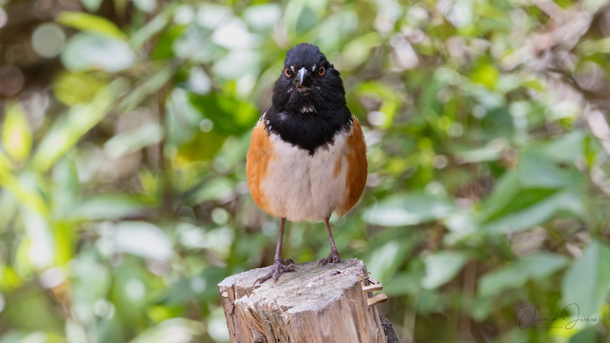 Spotted Towhee - ML641884037