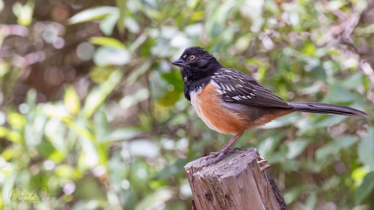 Spotted Towhee - ML641884038