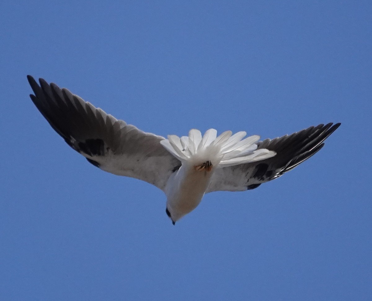 White-tailed Kite - ML641884057