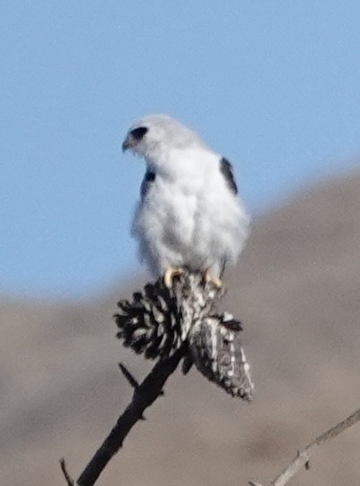 White-tailed Kite - ML641884058