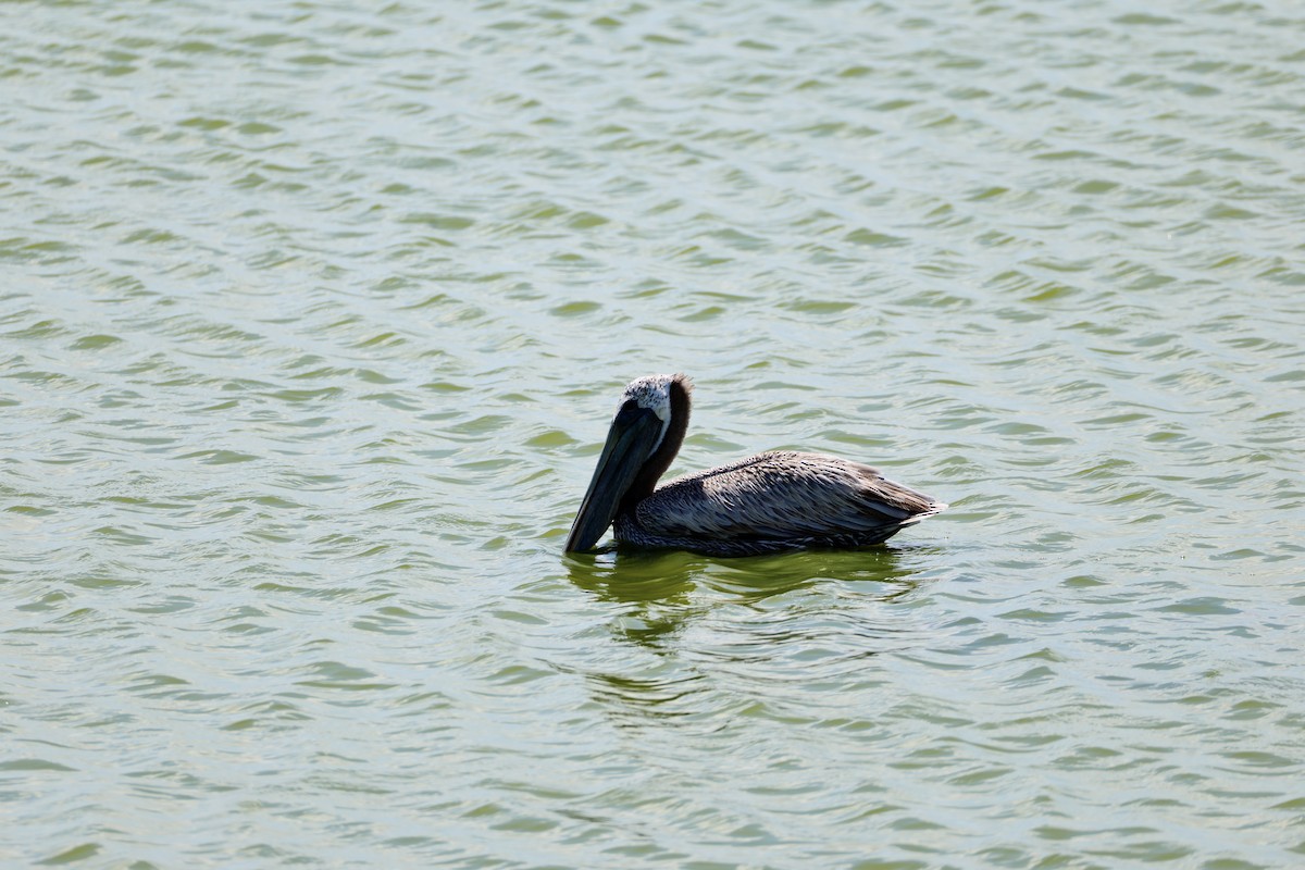 Brown Pelican - ML641884073