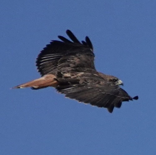 Red-tailed Hawk - ML641884086