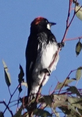 Acorn Woodpecker - ML641884104