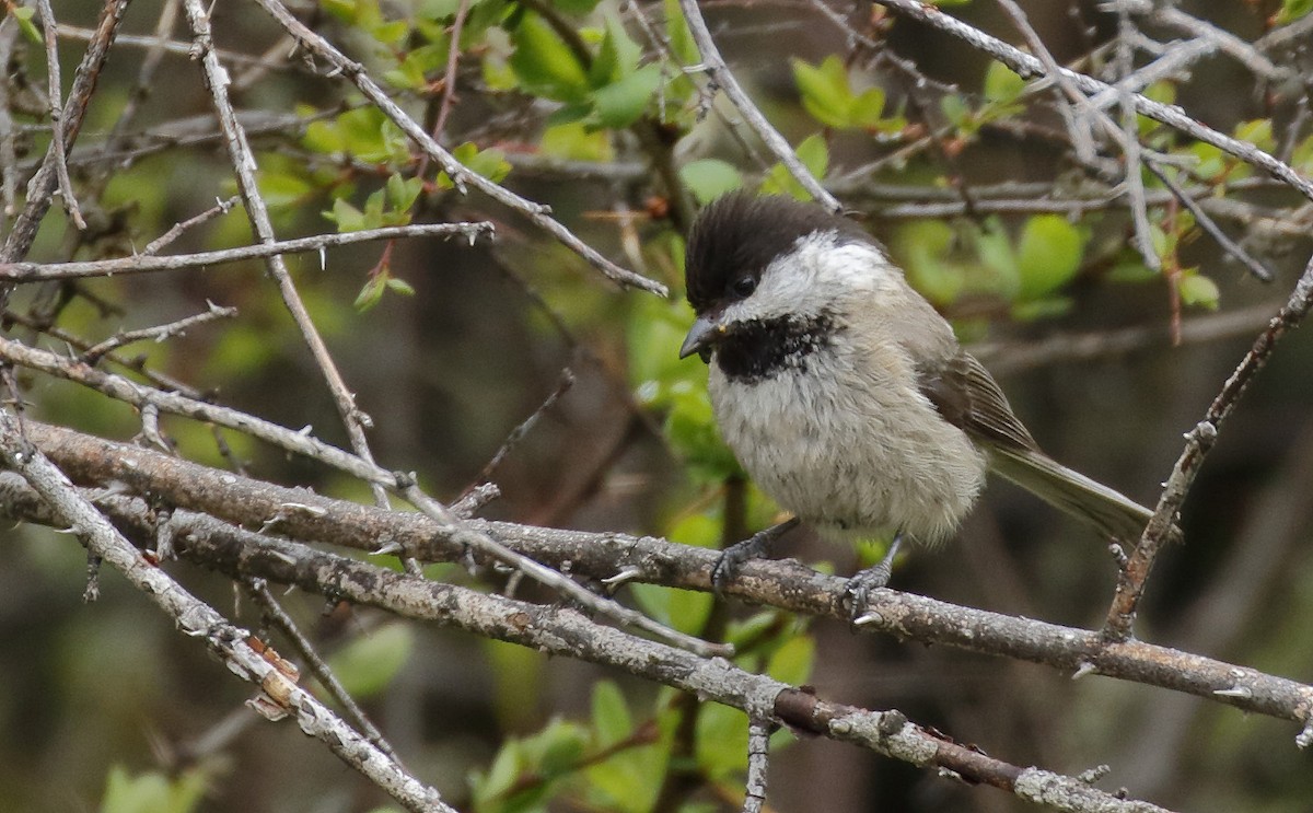 Sichuan Tit - Dave Curtis