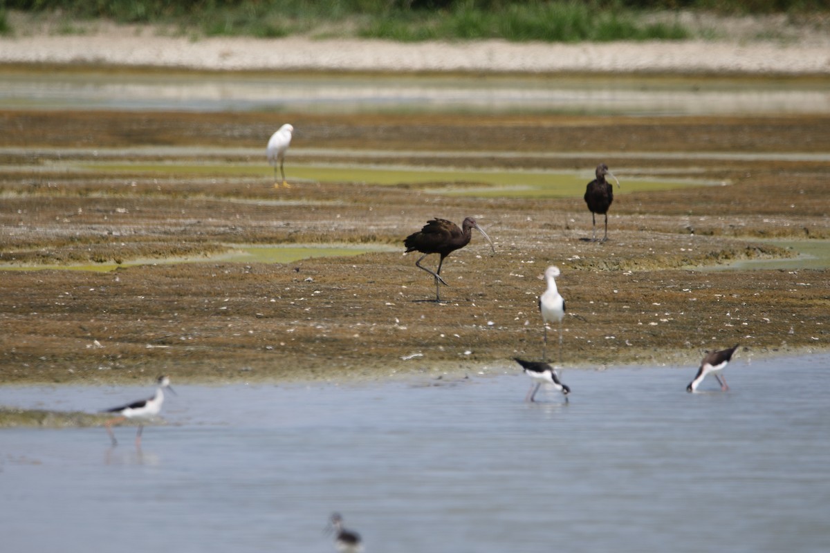 White-faced Ibis - ML641884122