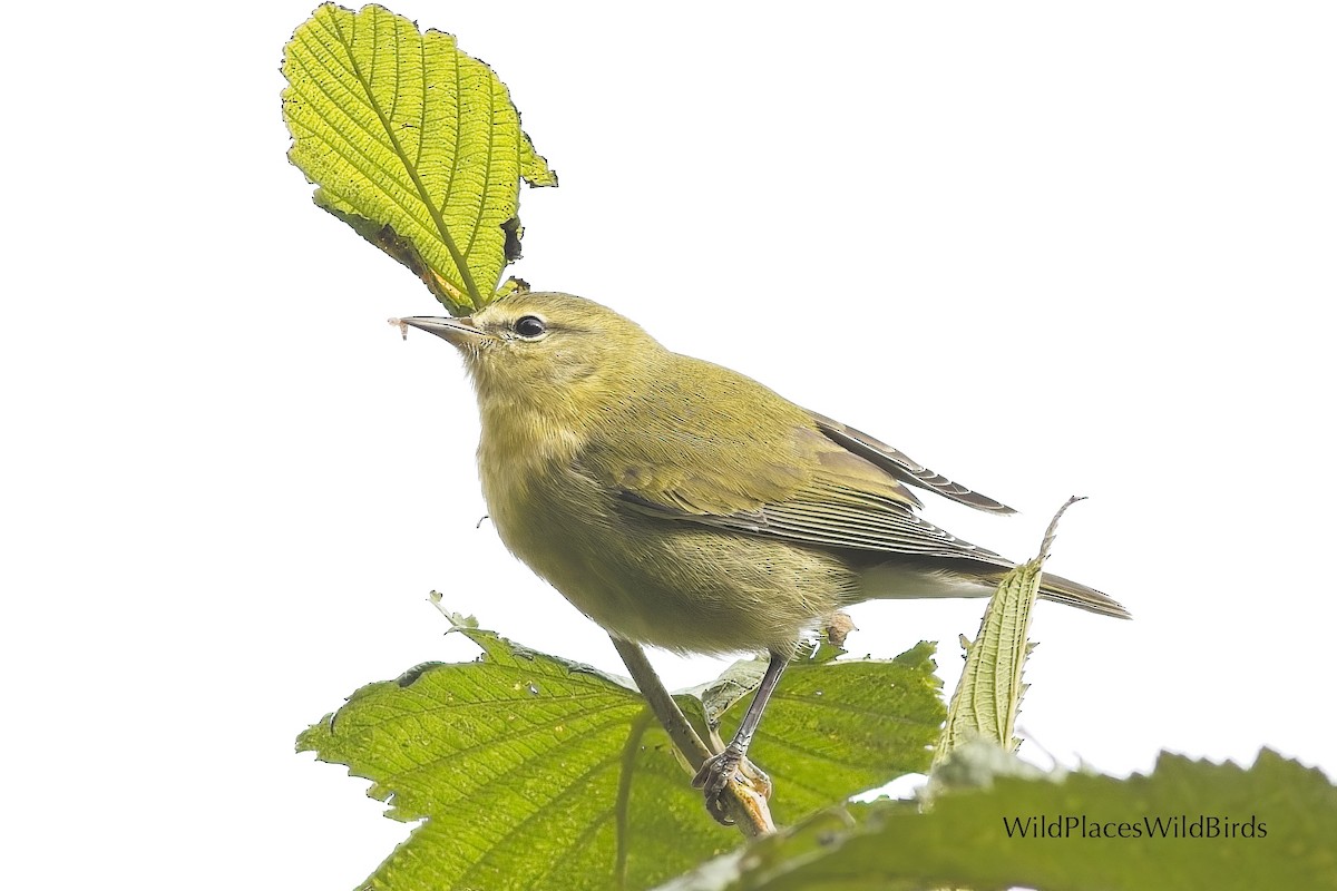 Tennessee Warbler - ML641884130