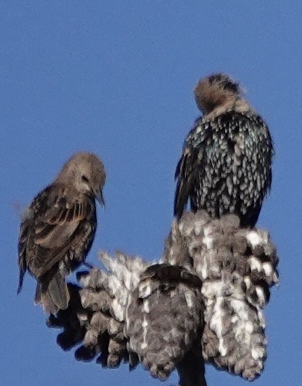 European Starling - ML641884135
