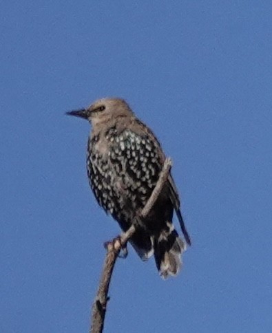 European Starling - ML641884136