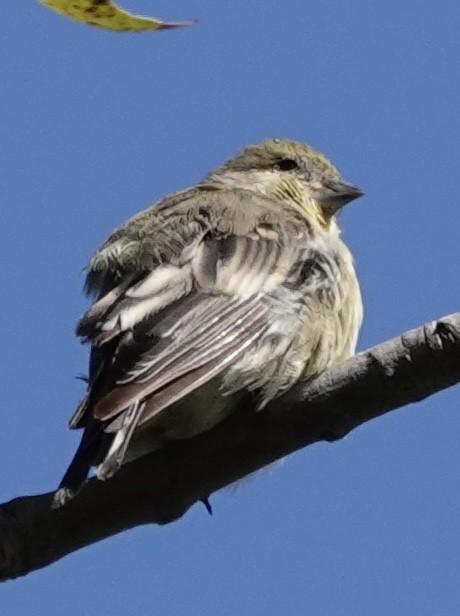 Lesser Goldfinch - ML641884146