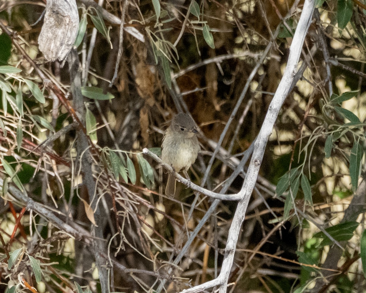 Mosquero Oscuro - ML641884151