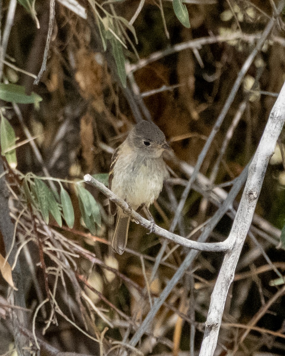 Mosquero Oscuro - ML641884152
