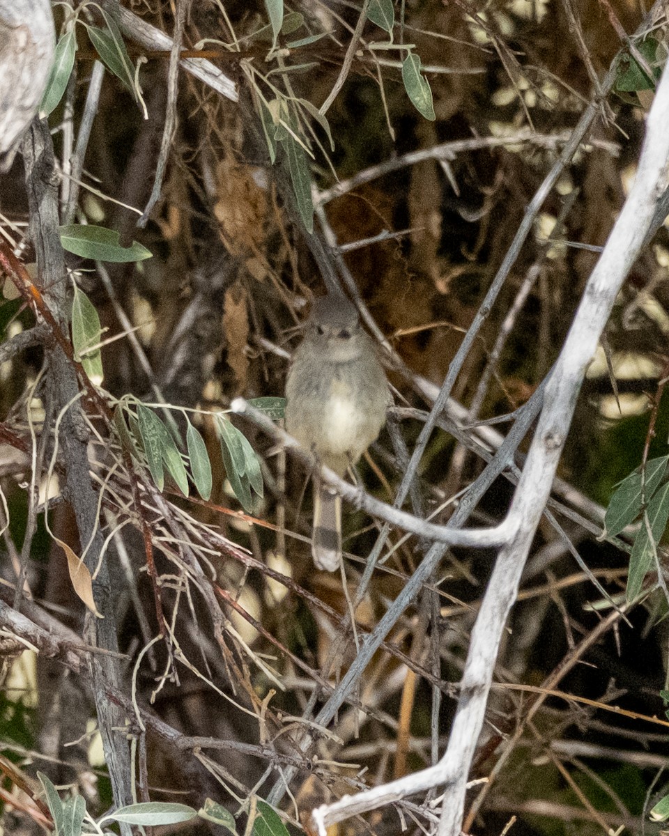 Mosquero Oscuro - ML641884153