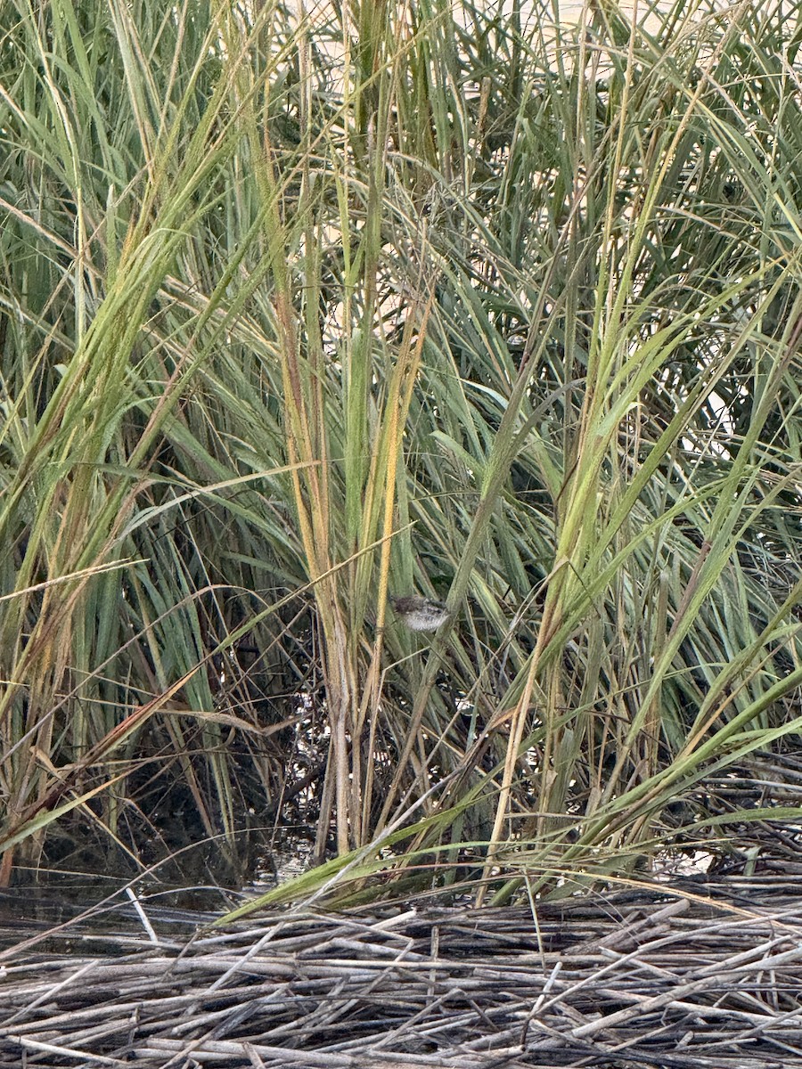 Marsh Wren - ML641884165