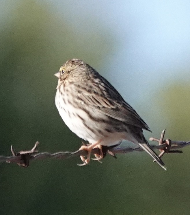 Savannah Sparrow - ML641884166