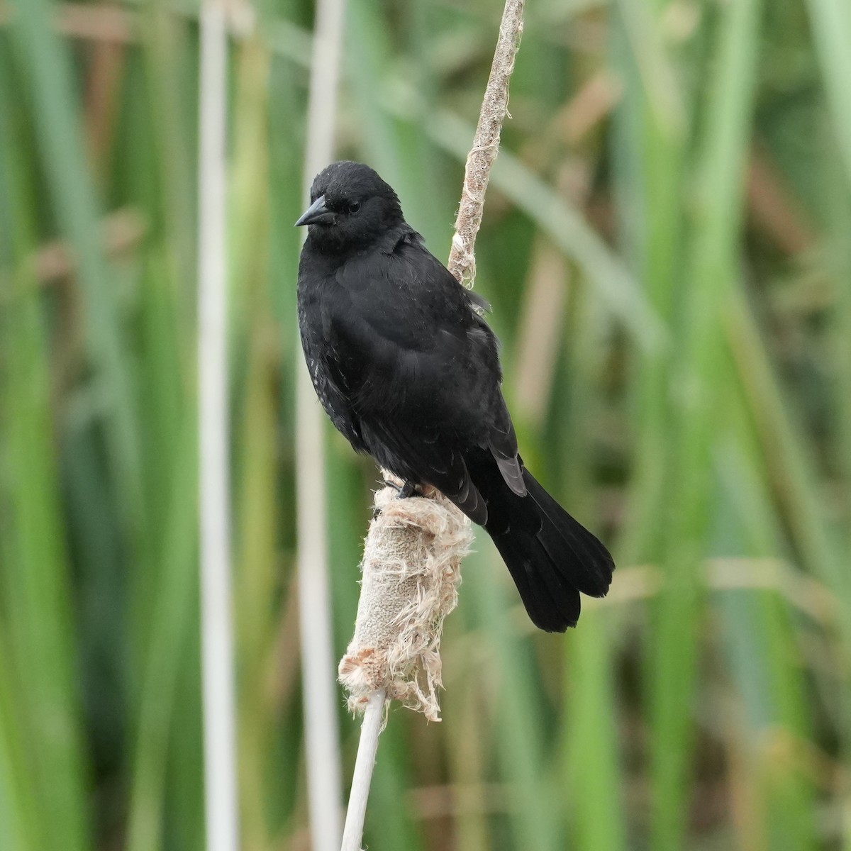 Yellow-winged Blackbird - ML641884174