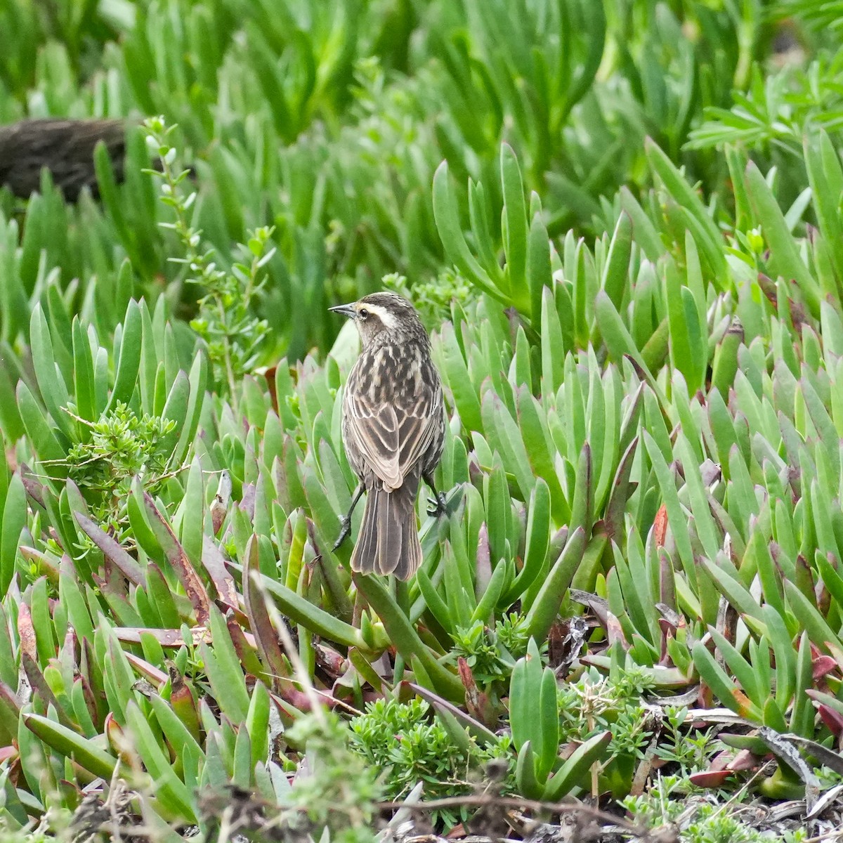 Yellow-winged Blackbird - ML641884175