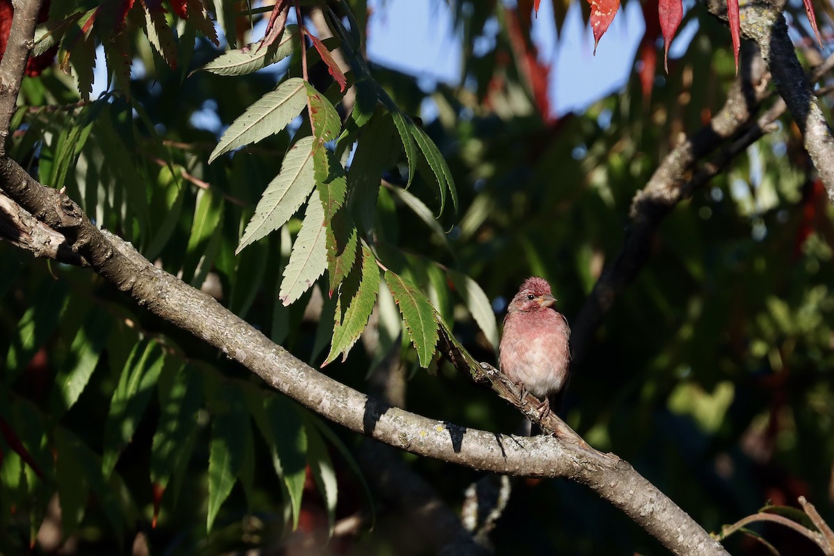Purple Finch - ML641884204