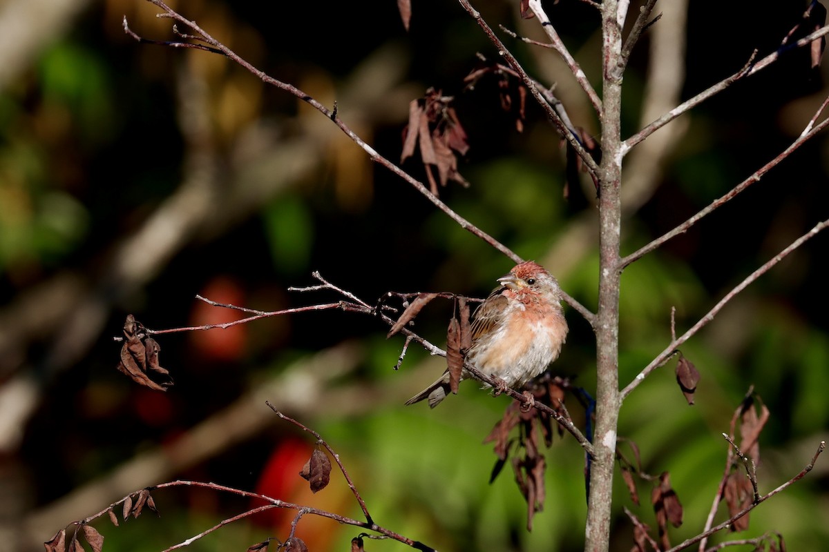 Purple Finch - ML641884205