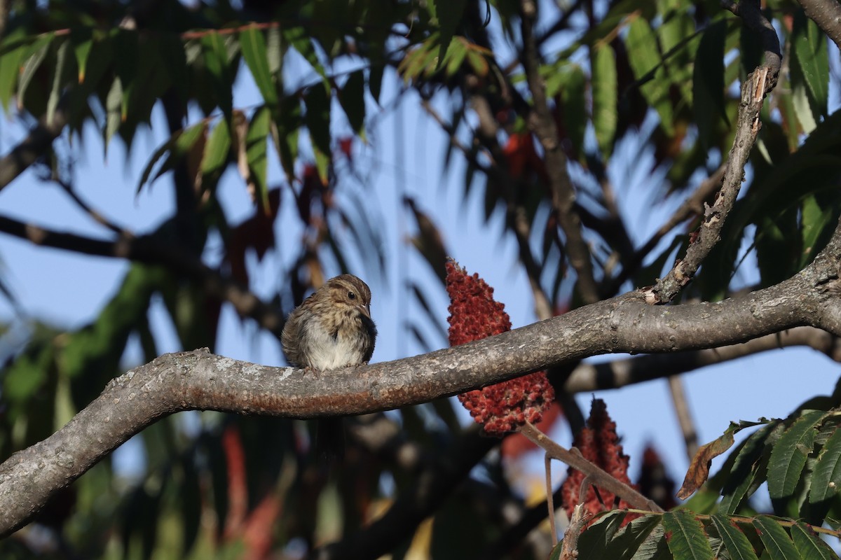 Song Sparrow - ML641884215