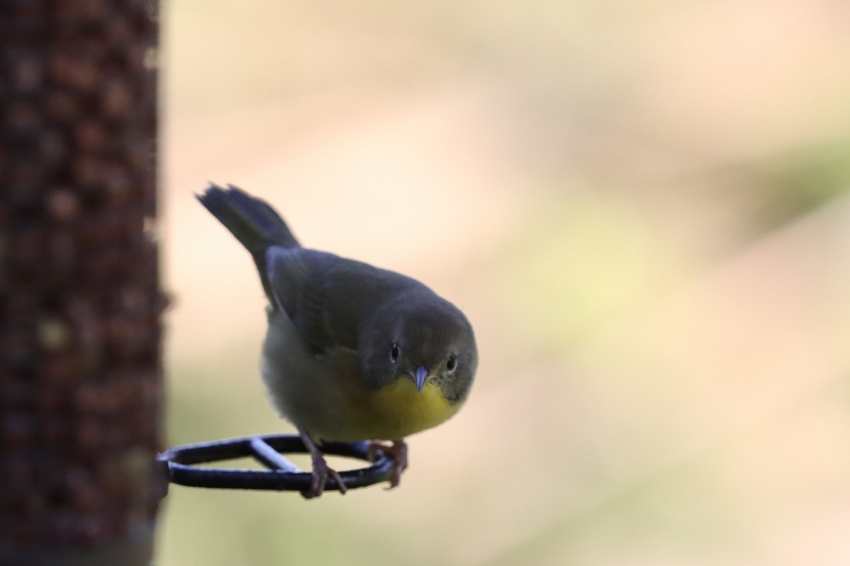 Common Yellowthroat - ML641884225