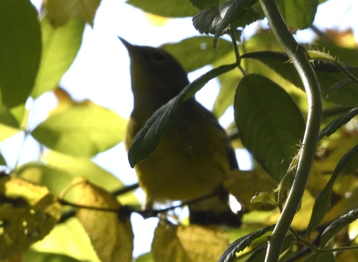 Magnolia Warbler - ML641884228