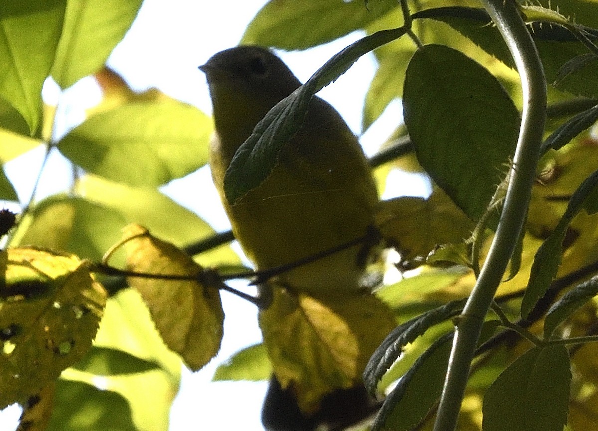 Magnolia Warbler - ML641884229