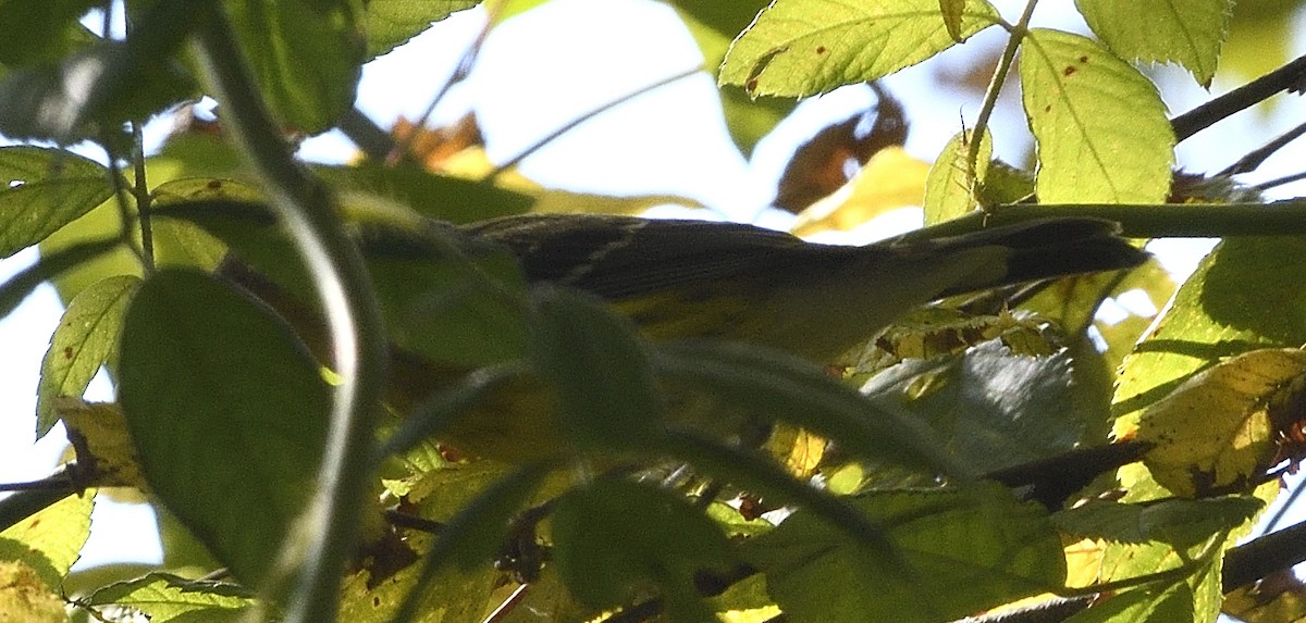 Magnolia Warbler - ML641884230