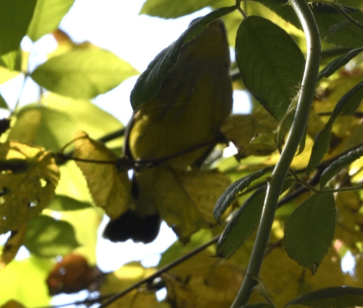Magnolia Warbler - ML641884231