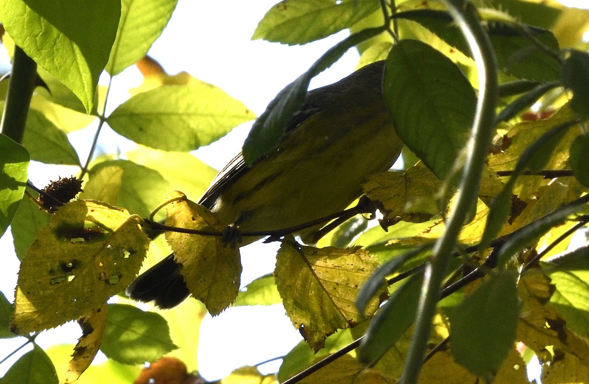 Magnolia Warbler - ML641884232