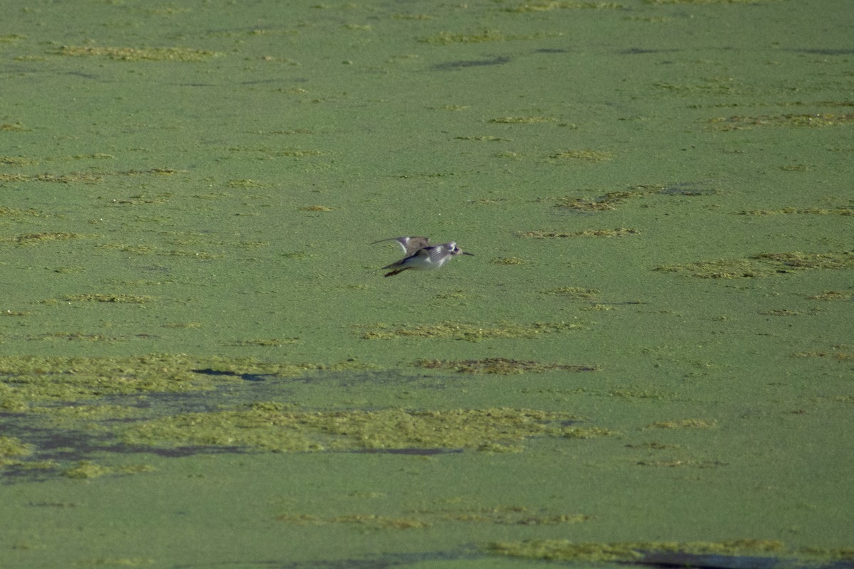 Wilson's Phalarope - ML641884242