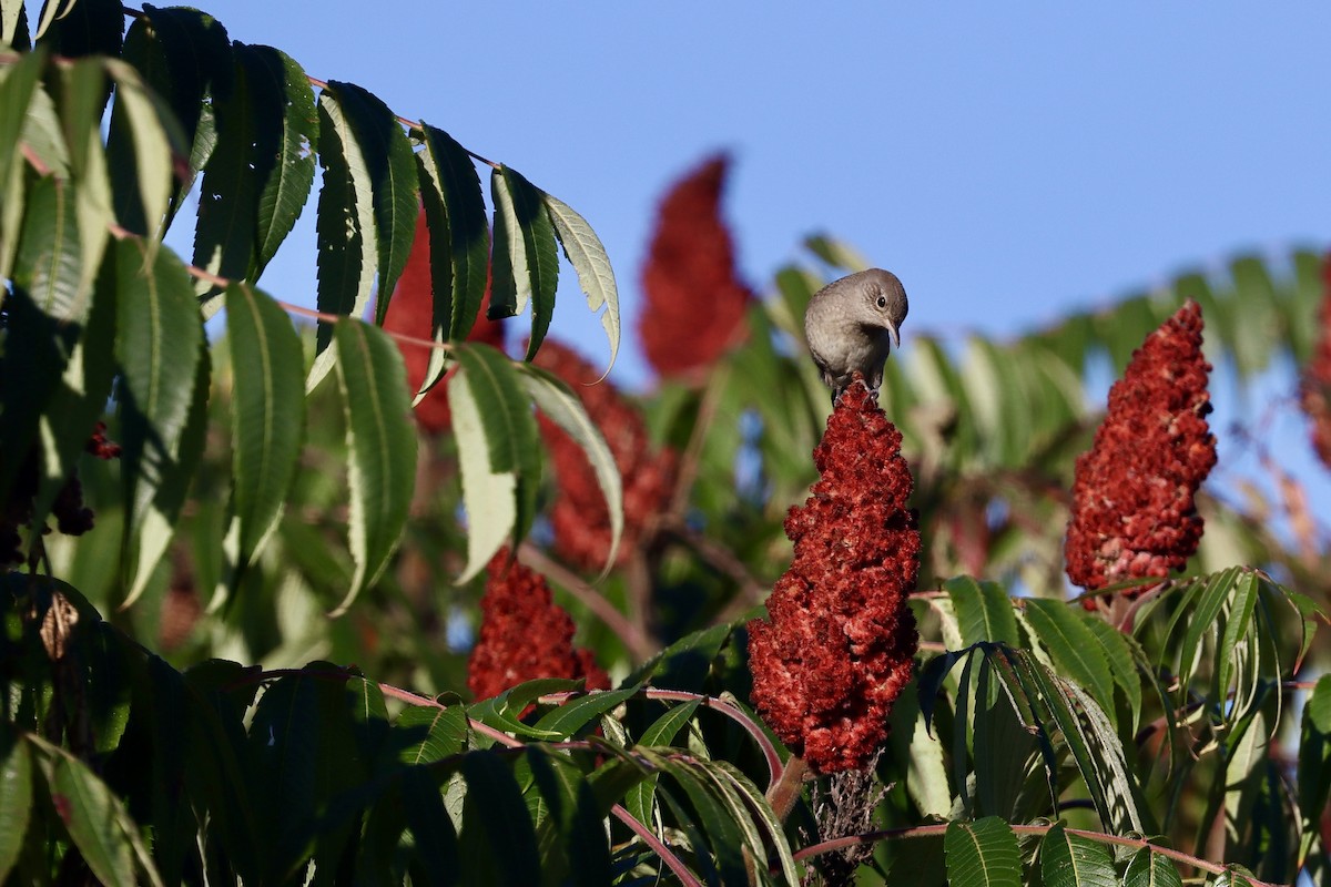 Northern House Wren - ML641884245