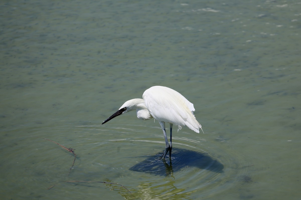 Reddish Egret - ML641884262