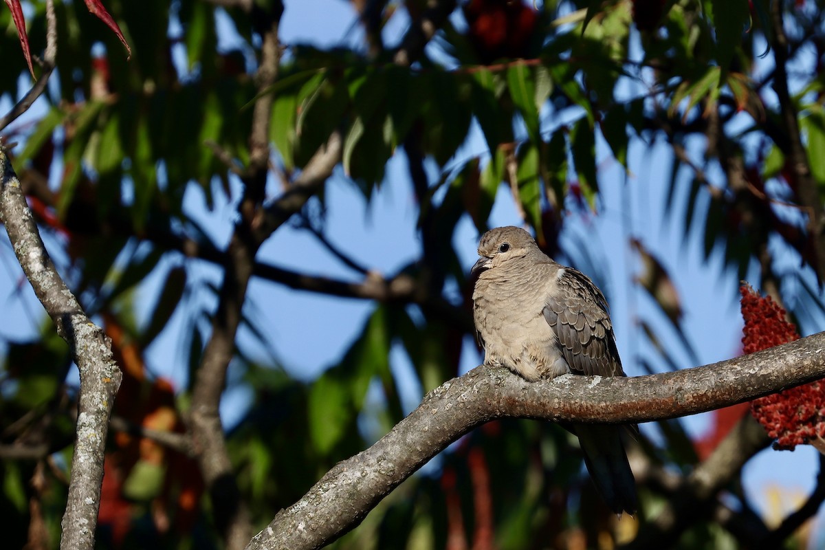 Mourning Dove - ML641884277