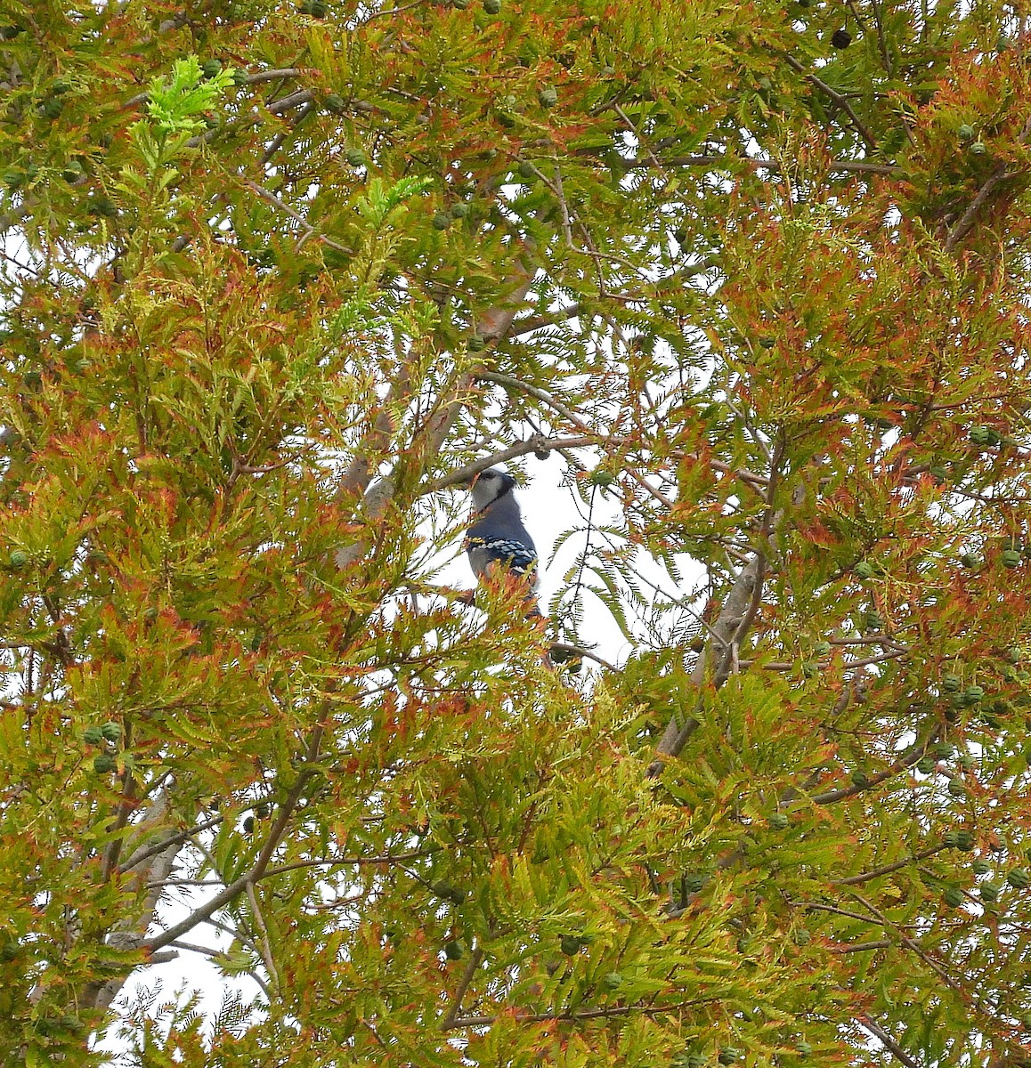 Blue Jay - ML641884345