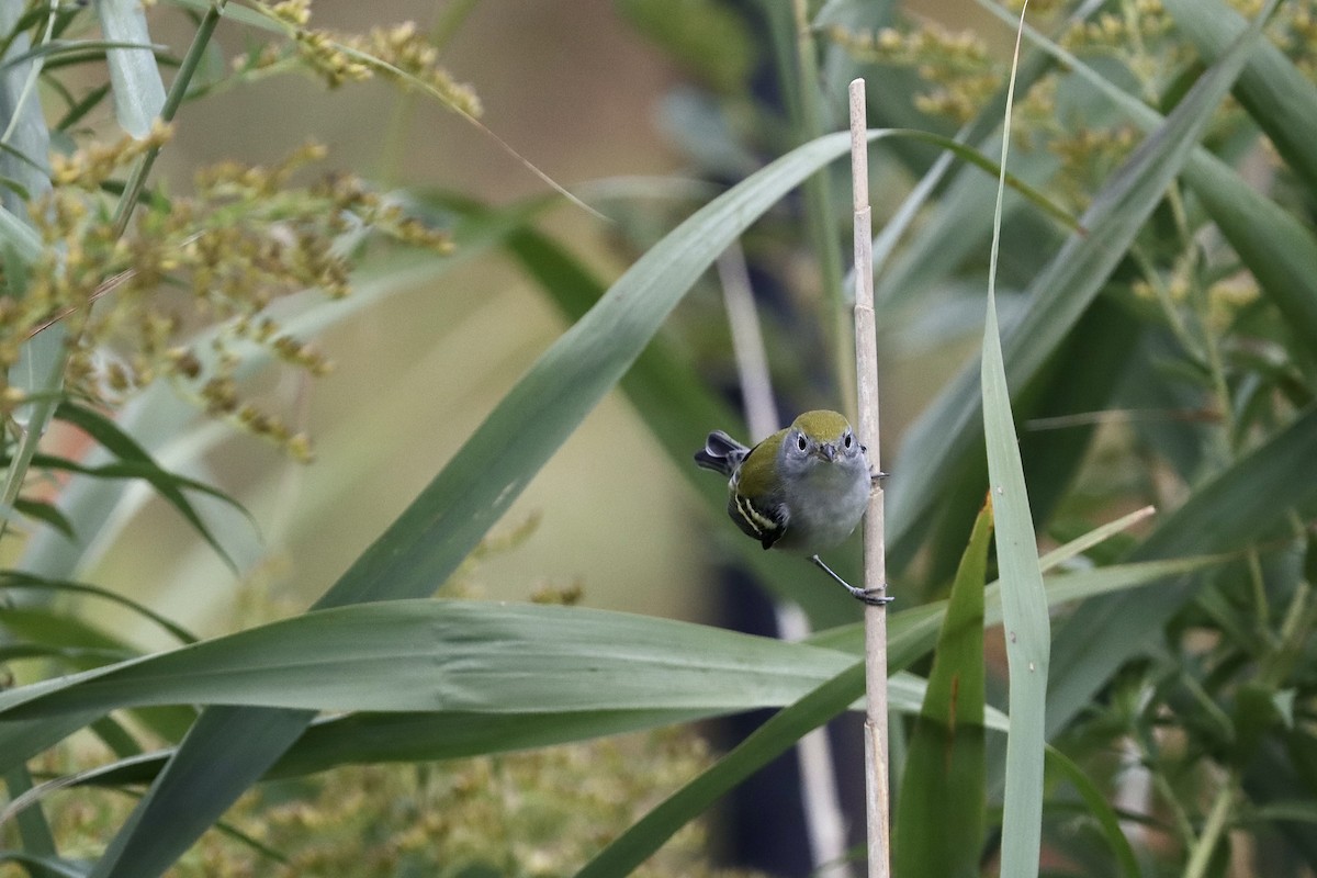 Chestnut-sided Warbler - ML641884348