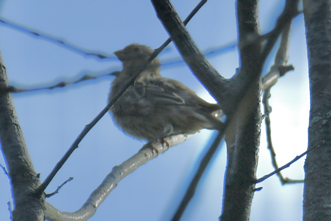 House Sparrow - ML641884375