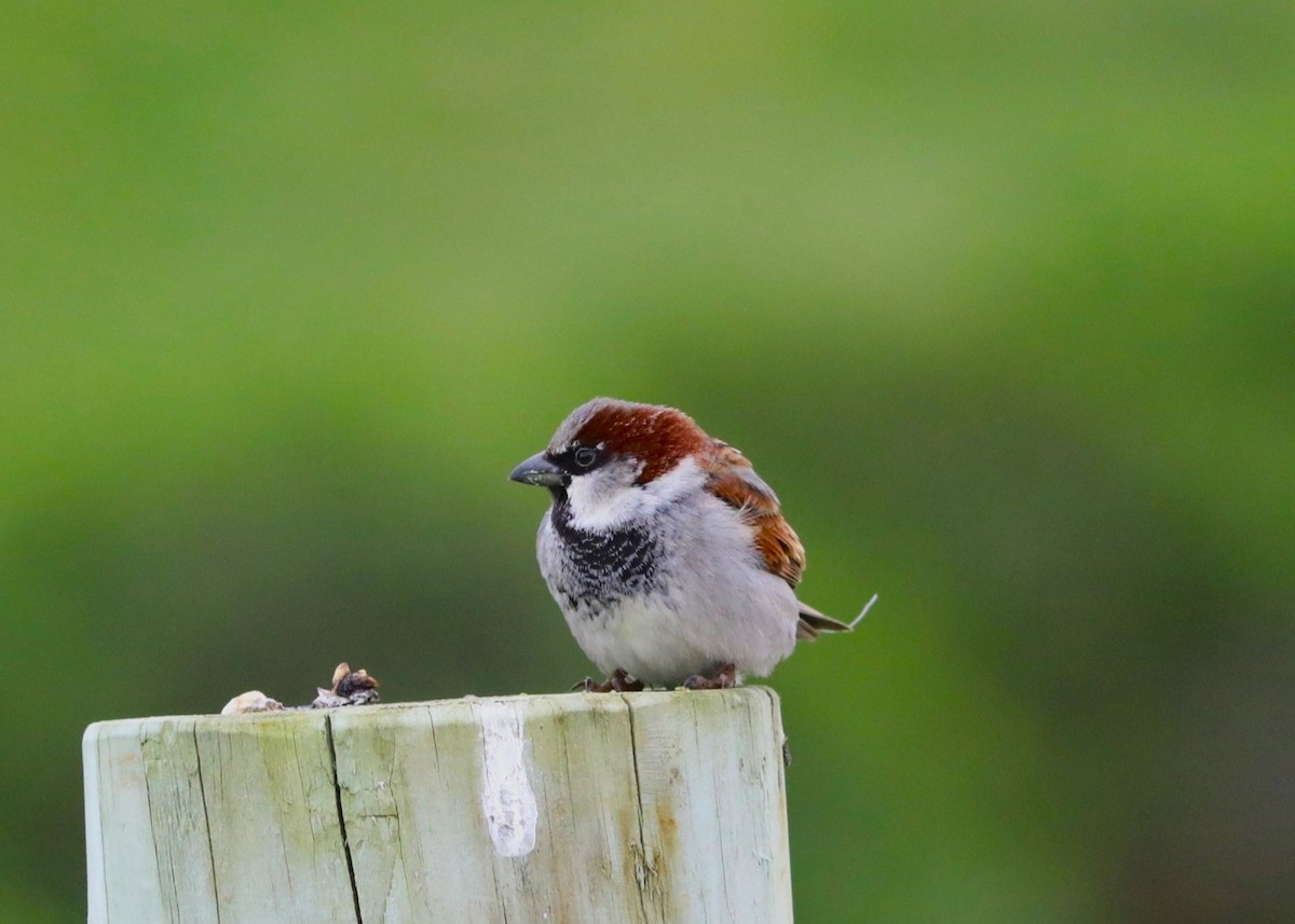 House Sparrow - ML641884377