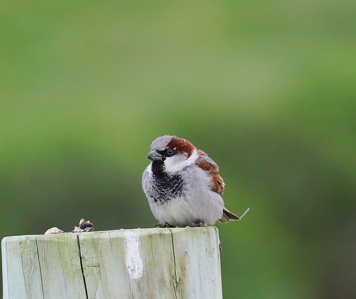 House Sparrow - ML641884378